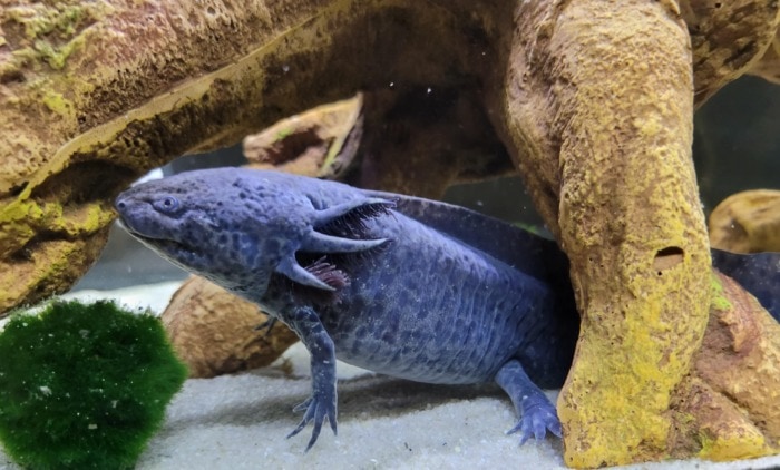 A photo of an axolotl that looks as if the animal is blue thanks to lighting or touch-ups from a visual software