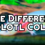 different axolotl colors header