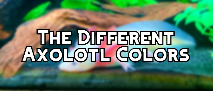 different axolotl colors header