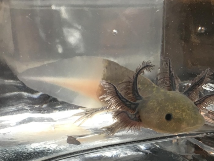 A close-up of a firefly axolotl which shows that its colorful pattern ends right where its tail begins