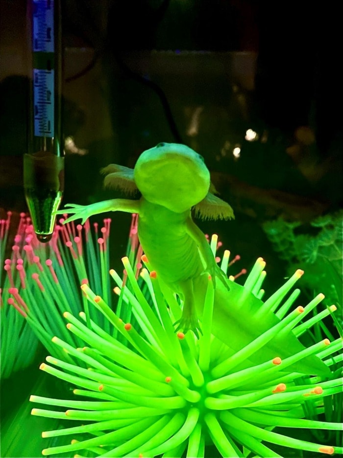 A seemingly green axolotl swimming over fluorescent aquarium decoration