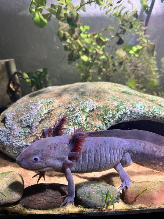 A lavender purple axolotl marching across the rocky bottom of its aquarium