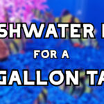 freshwater fish for 10 gallon tank header