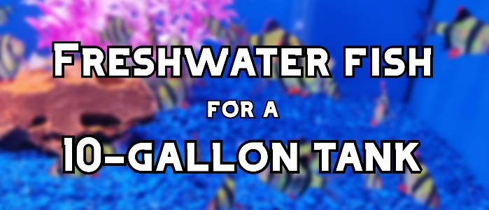 freshwater fish for 10 gallon tank header