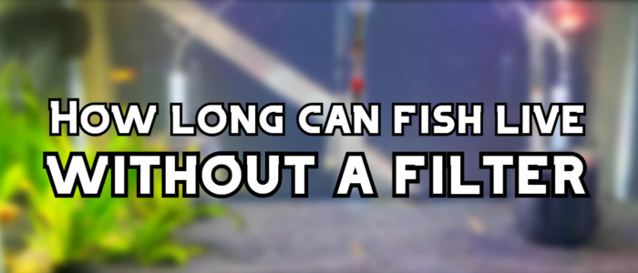 how long can a fish live without a filter header