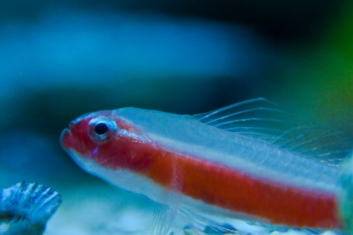 a close up of an adult eviota goby clearly showing the red line that crosses its body