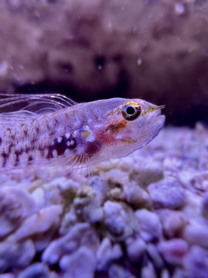 Eviota storthynx sitting on a sandy substrate