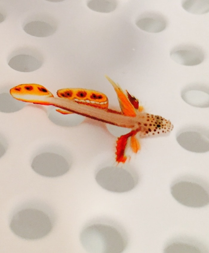 a flaming prawn goby in the fish store