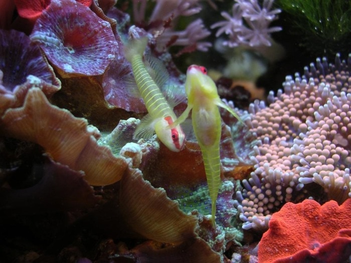 two green banded gobies keeping each other company among some corals