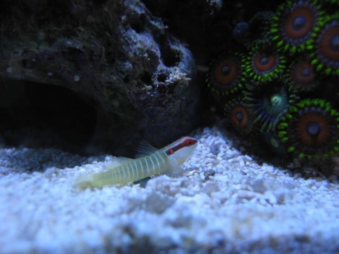 a green banded goby laying ont the sandy bottom of a saltwater aquarium