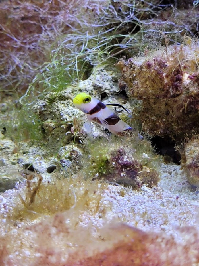 hi fin goby sitting in some marine algae