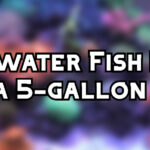 saltwater fish for 5 gallon tank header