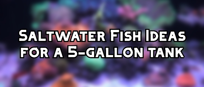 saltwater fish for 5 gallon tank header