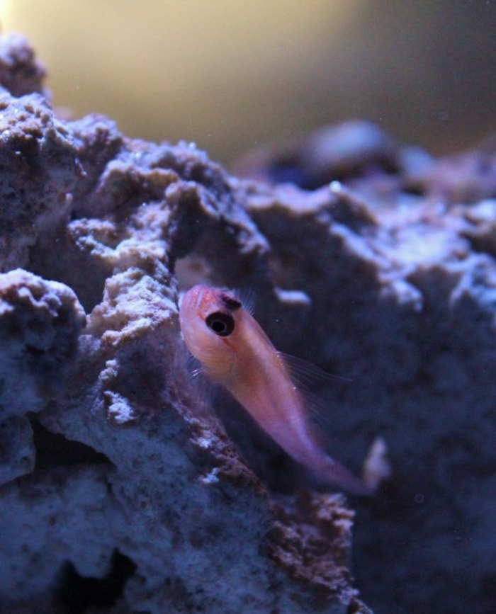 trimma goby perching on a rock