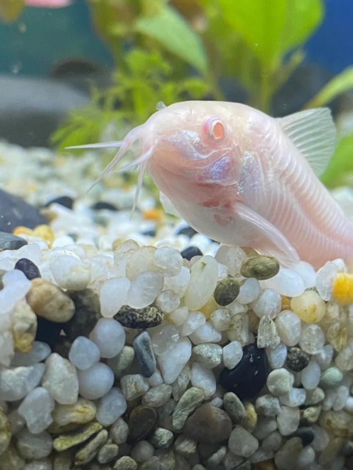 an albino bronze cory resting on gravel