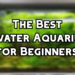 best freshwater aquarium fish for beginners header