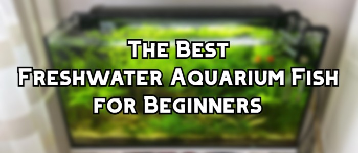 best freshwater aquarium fish for beginners header