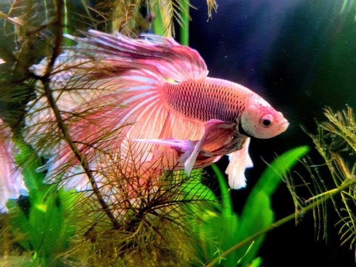 a pink male betta fish