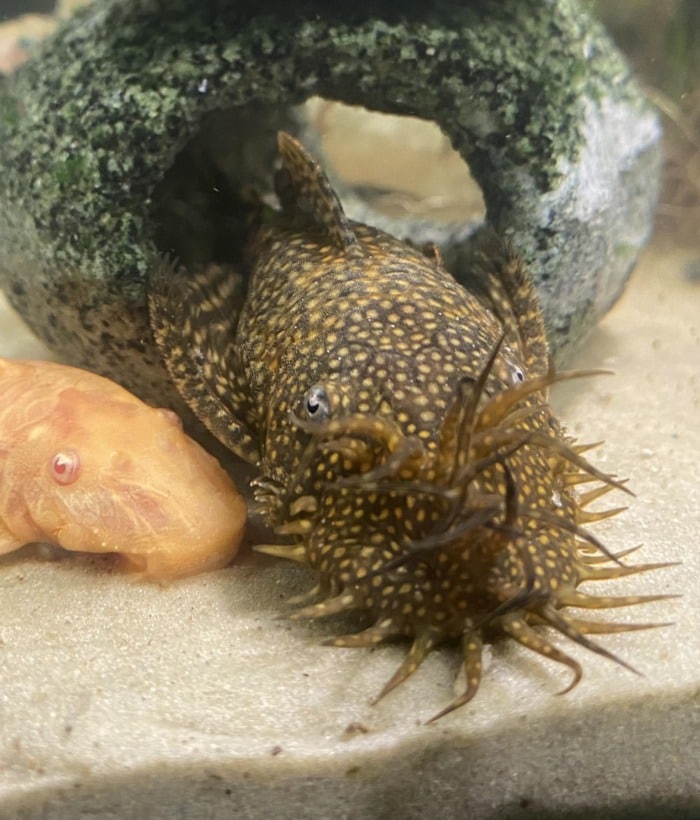 a bristlenose pleco couple relaxing together