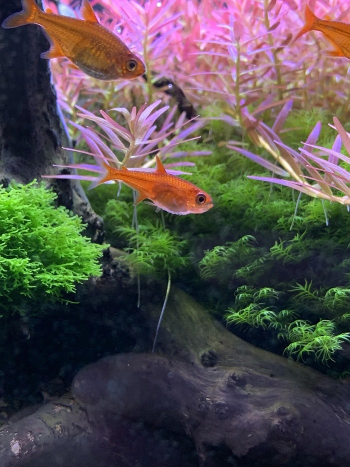 two ember tetras swimming in a planted tank