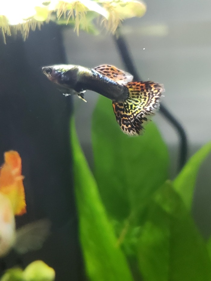 a male fancy guppy with a colorful tail