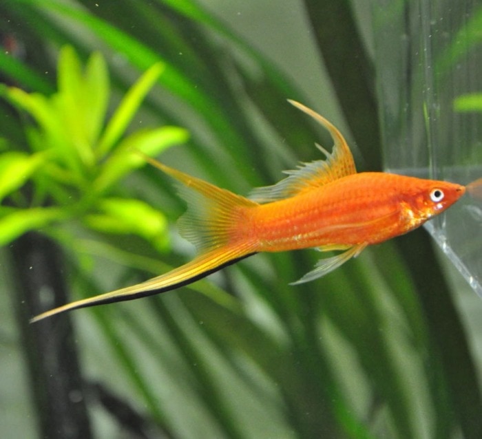 a swordtail next to the aquarium glass