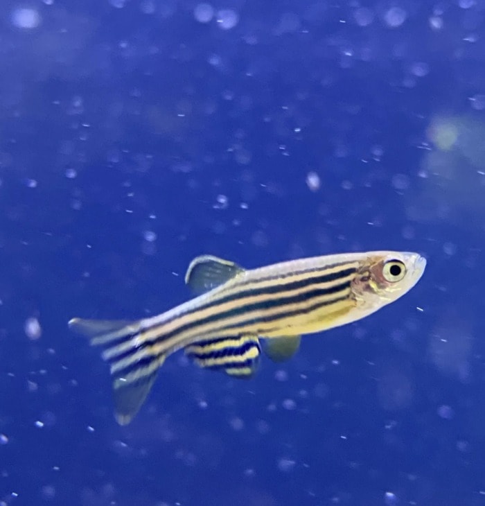 a close up of a zebra danio on a blue background