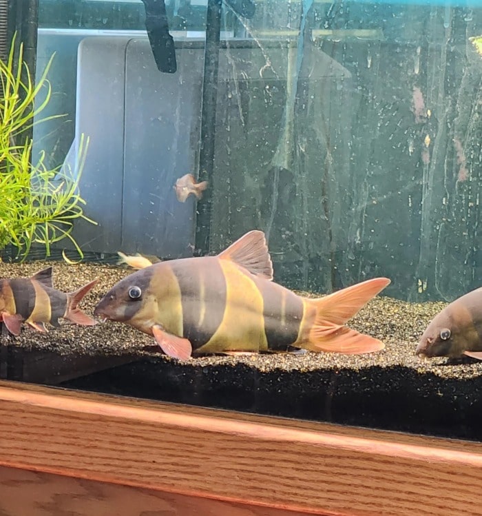 massive clown loaches resting on the bottom of their planted tank