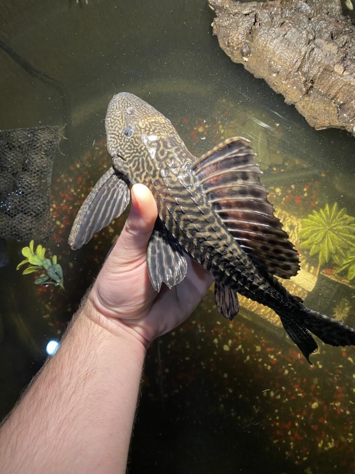 a hand holding an enormous common pleco