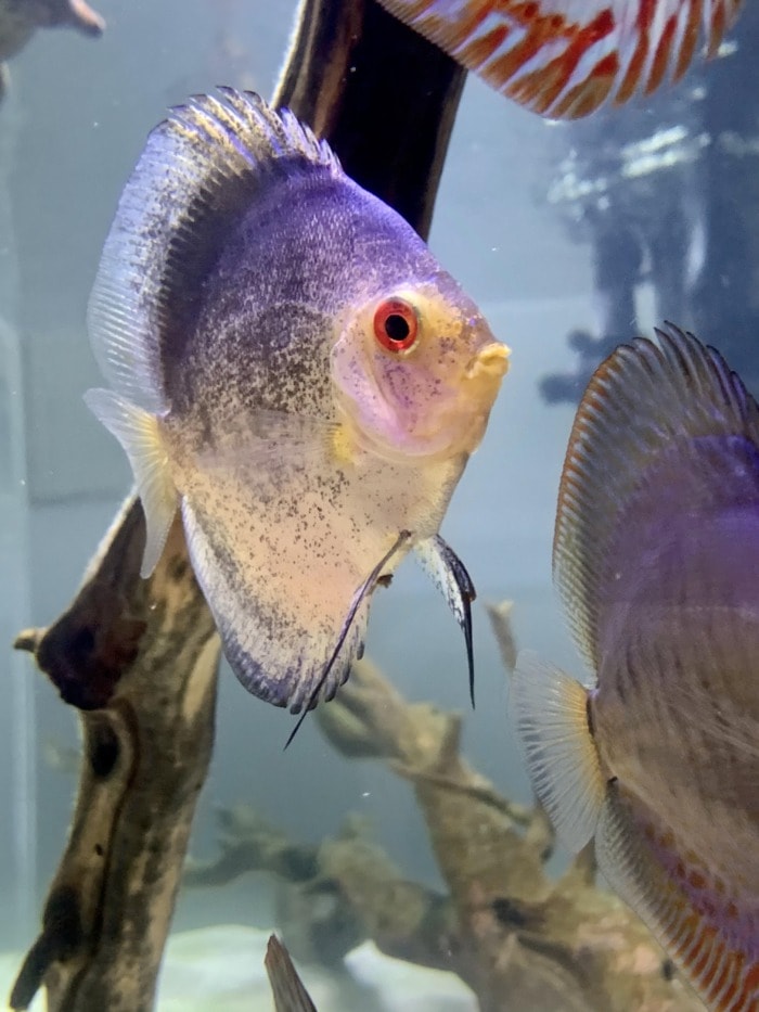 a mature yellow-blue discus swimming in front of a driftwood branch in its aquarium