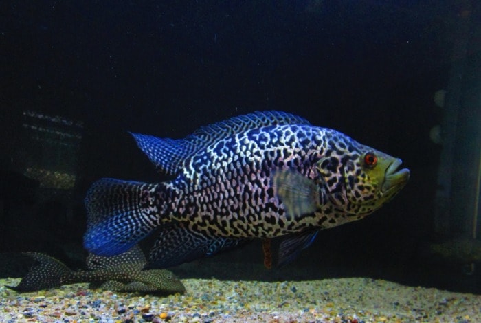 a colossal jaguar cichlid swimming in its tank with a common pleco in the background