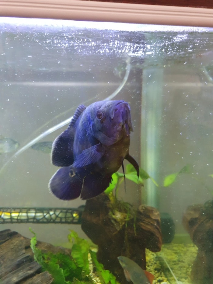 a big oscar fish swimming near the surface of its tank