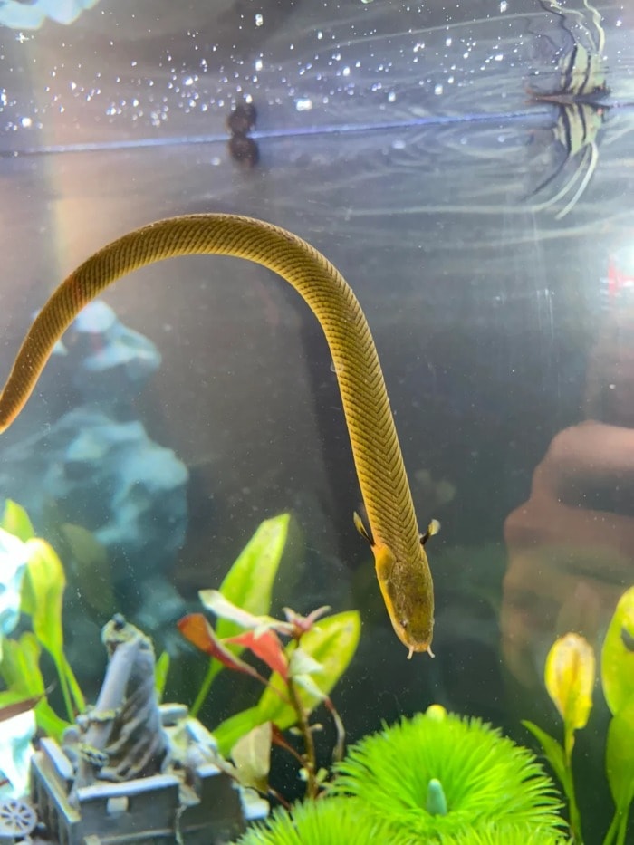 a large ropefish gallantly swimming in its in aquarium
