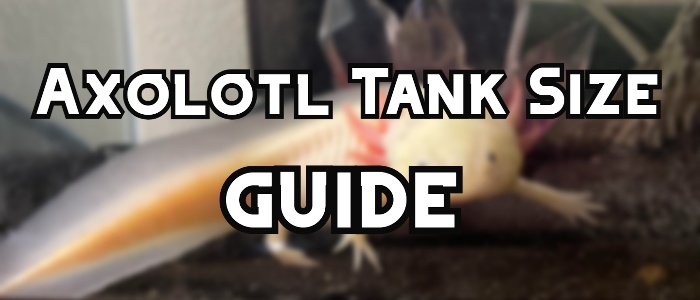 axolotl tank size header