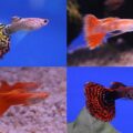 Four different breeds of guppies - clockwise from top right, ribbon mosaic RREA, mosaic chilli, and double sword.