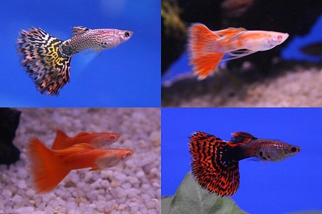 Four different breeds of guppies - clockwise from top right, ribbon mosaic RREA, mosaic chilli, and double sword.