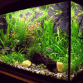 Planted 100 liter aquarium.