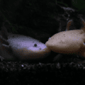 Axolotls ( Ambystoma mexicanum )