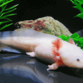 Axolotl (Ambystoma mexicanum).