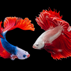 9 Extremely Rare Types of Betta Fish