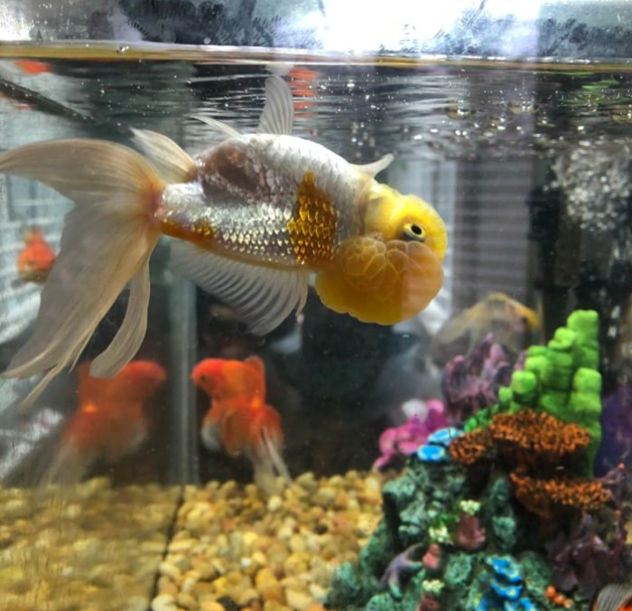 Goldfish swimming upside down