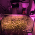 Growing Micro Algae.