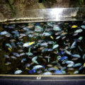 African chiclid (Cichlidae) tank at Napier Aquarium.