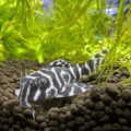 Zebra Pleco.