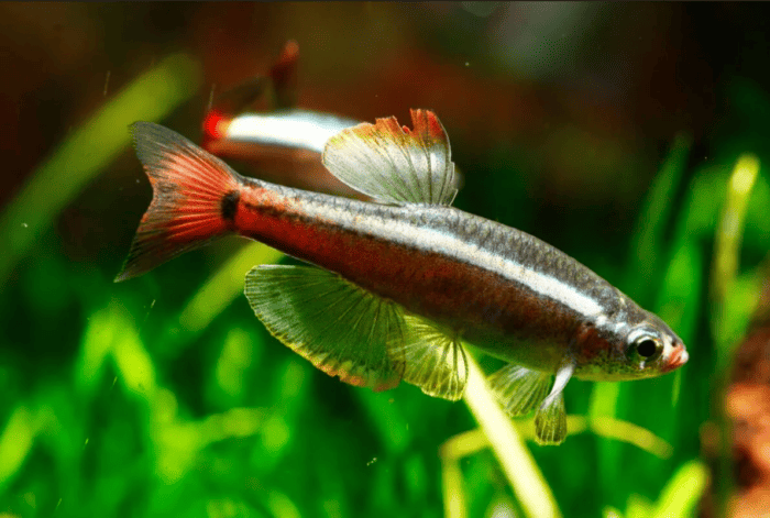 White Cloud Mountain Minnows in a planted tank