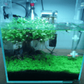 3-gallon planted aquarium.