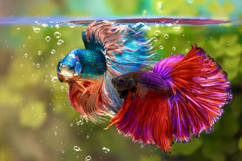 Are Siamese Fighting Fish Good Pets?