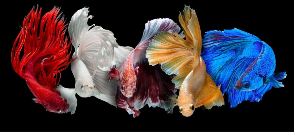 The Suitability of Siamese Fighting Fish as Pets