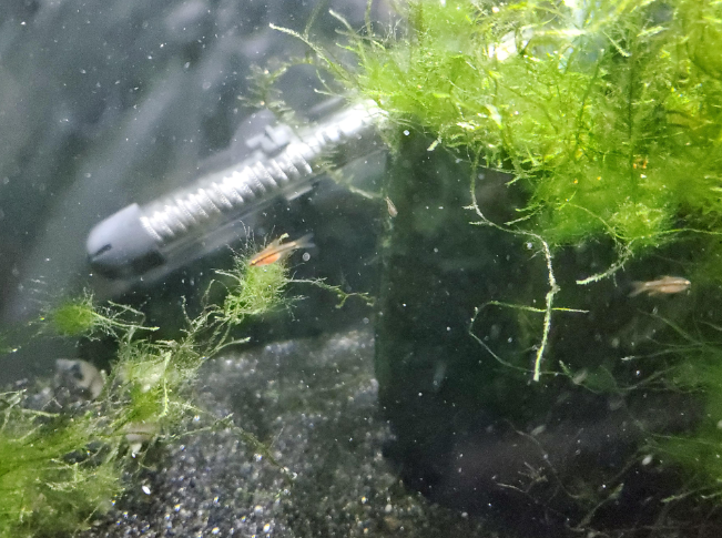 Tiny Cherry Barb fry in a planted aquarium