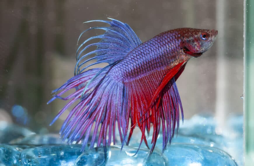 Vibrantly colored Betta Fish